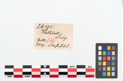Etikett zu Bronzekahnfibel (NHMW-PRAE-026195)